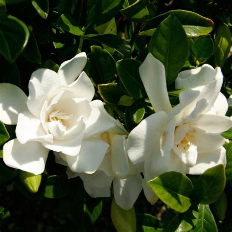 gardenia home depot